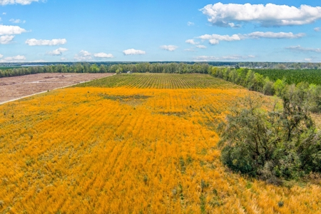 Acerage For Sale In Live Oak, Suwannee County, Florida - image 14