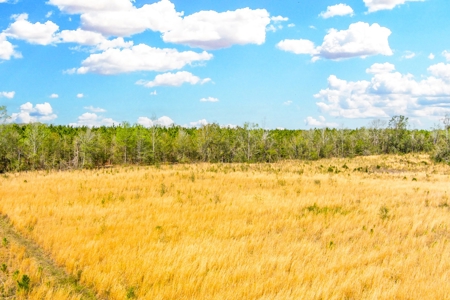 Acerage For Sale In Live Oak, Suwannee County, Florida - image 8