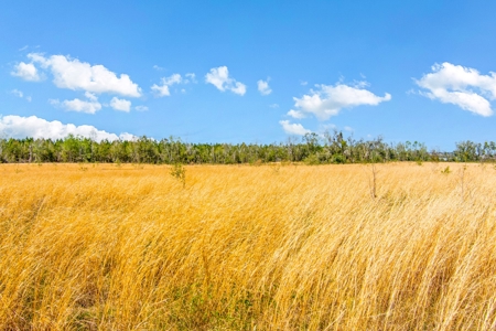 Acerage For Sale In Live Oak, Suwannee County, Florida - image 11