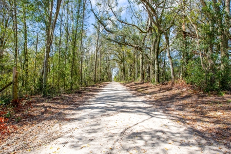 Acerage For Sale In Live Oak, Suwannee County, Florida - image 15