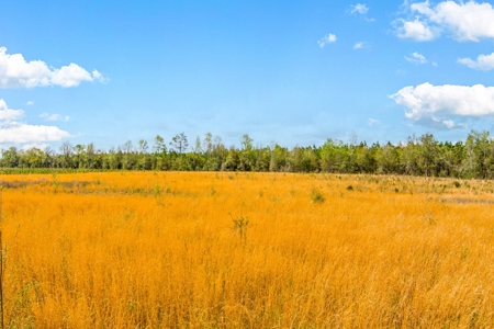 Acerage For Sale In Live Oak, Suwannee County, Florida - image 10