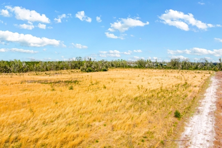 Acerage For Sale In Live Oak, Suwannee County, Florida - image 7