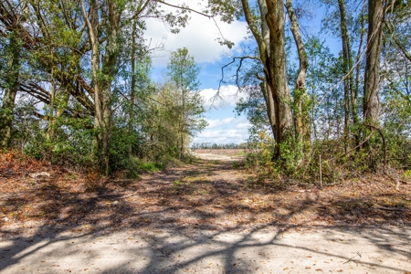 Acerage For Sale In Live Oak, Suwannee County, Florida - image 13