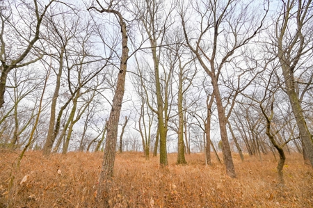 Land For Sale Cass County Mo - image 44