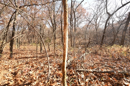 Land For Sale Benton County Mo - image 3