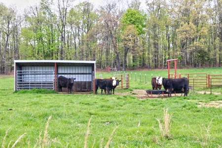 Ozark Country Living With Pasture And Spring West Plains Mo - image 30