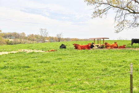 Ozark Country Living With Pasture And Spring West Plains Mo - image 32