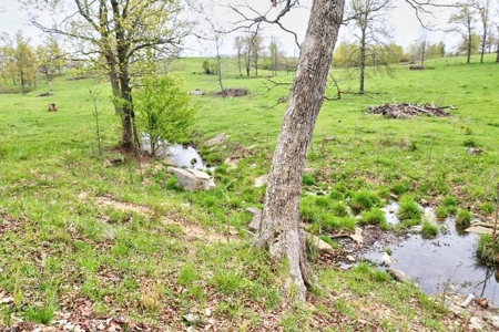 Ozark Country Living With Pasture And Spring West Plains Mo - image 9