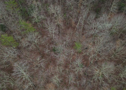 East Tennessee Mountain Land for Sale Grainger County - image 31