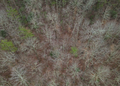 East Tennessee Mountain Land for Sale Grainger County - image 30