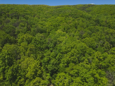 East Tennessee Mountain Land for Sale Grainger County - image 38
