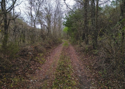East Tennessee Mountain Land for Sale Grainger County - image 13