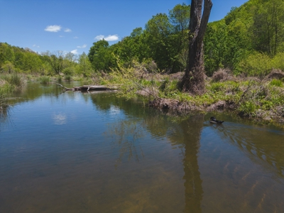 East Tennessee Mountain Land for Sale Grainger County - image 48