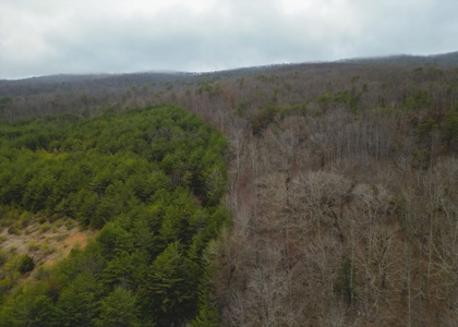 East Tennessee Mountain Land for Sale Grainger County - image 19