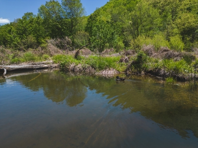 East Tennessee Mountain Land for Sale Grainger County - image 41