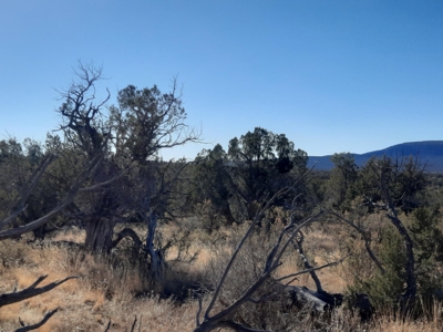 Perfect views from this Northern AZ Mountain property. - image 4
