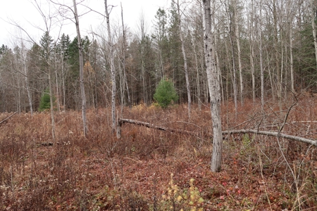 Property on Strawberry Lake - image 5