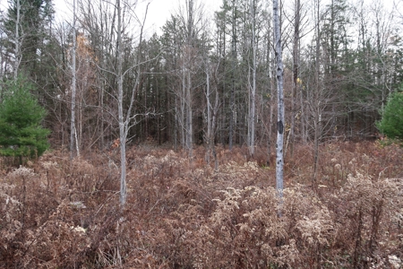 Property on Strawberry Lake - image 7