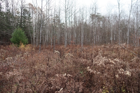 Property on Strawberry Lake - image 8