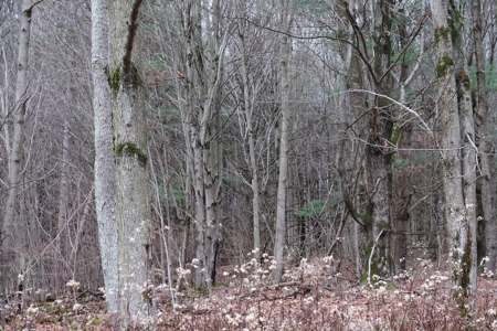 Property on Strawberry Lake - image 2