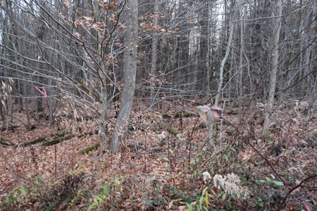 Property on Strawberry Lake - image 9