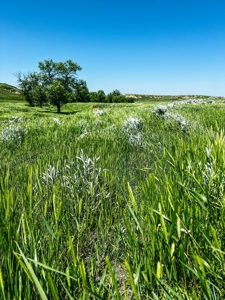 Grassland Cattle Ranch For Sale In Wibaux County Montana - image 10