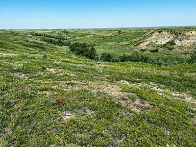 Grassland Cattle Ranch For Sale In Wibaux County Montana - image 11