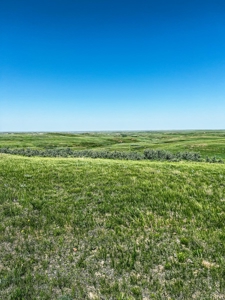 Grassland Cattle Ranch For Sale In Wibaux County Montana - image 17