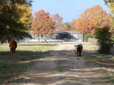 77 East Texas Acres + 3/2 Home + Ponds + Lake - Winnsboro - image 7