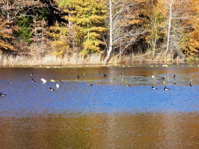 77 East Texas Acres + 3/2 Home + Ponds + Lake - Winnsboro - image 12