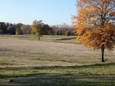 77 East Texas Acres + 3/2 Home + Ponds + Lake - Winnsboro - image 23