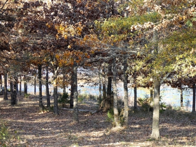 77 East Texas Acres + 3/2 Home + Ponds + Lake - Winnsboro - image 9