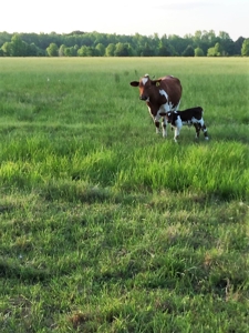 77 East Texas Acres + 3/2 Home + Ponds + Lake - Winnsboro - image 4