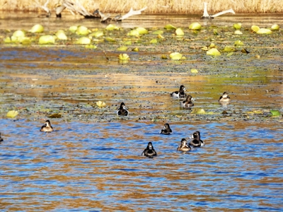 77 East Texas Acres + 3/2 Home + Ponds + Lake - Winnsboro - image 15