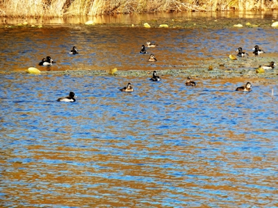 77 East Texas Acres + 3/2 Home + Ponds + Lake - Winnsboro - image 14