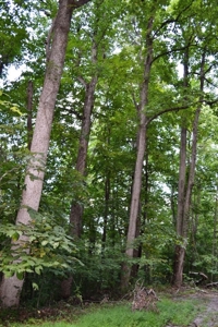 Wooded Mountain Land For Sale In Bland County VA - image 11