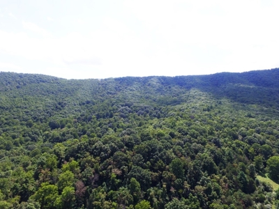 Wooded Mountain Land For Sale In Bland County VA - image 4