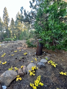 Homesite with Well & Septic For Sale in Modoc Co. - image 20