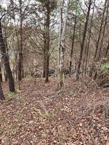 Handyman Special Auction in Greene County, Tennessee - image 36