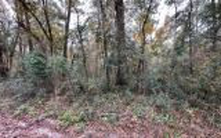 Recreational Lot - Live Oak Florida - Suwannee County Fl! - image 3