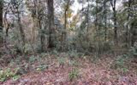 Recreational Lot - Live Oak Florida - Suwannee County Fl! - image 3