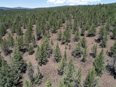 Rural Acreage with Wildlife & Views in Northern, CA - image 4