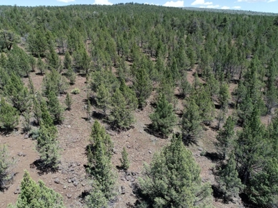 Rural Acreage with Wildlife & Views in Northern, CA - image 10