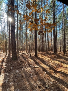 Big Timber Tract with Long Range Mountain and Water views - image 19