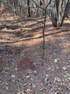 Big Timber Tract with Long Range Mountain and Water views - image 17