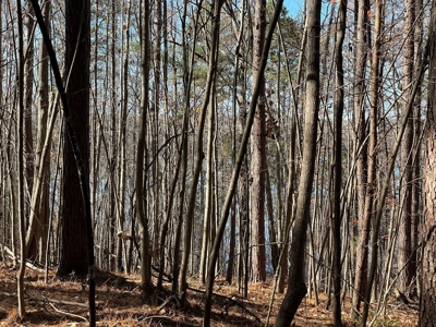 Big Timber Tract with Long Range Mountain and Water views - image 6
