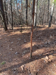 Big Timber Tract with Long Range Mountain and Water views - image 16