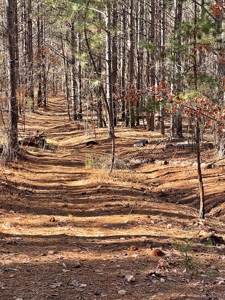 Big Timber Tract with Long Range Mountain and Water views - image 18