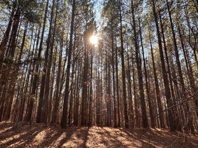 Big Timber Tract with Long Range Mountain and Water views - image 15