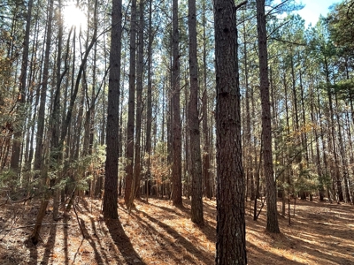 Big Timber Tract with Long Range Mountain and Water views - image 4